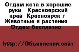 Отдам кота в хорошие руки - Красноярский край, Красноярск г. Животные и растения » Отдам бесплатно   